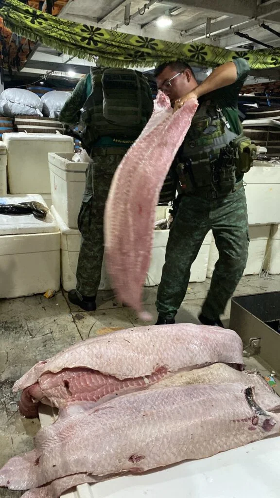 Polícia apreende 1,5 tonelada de pescado dentro de barco, em Barcelos