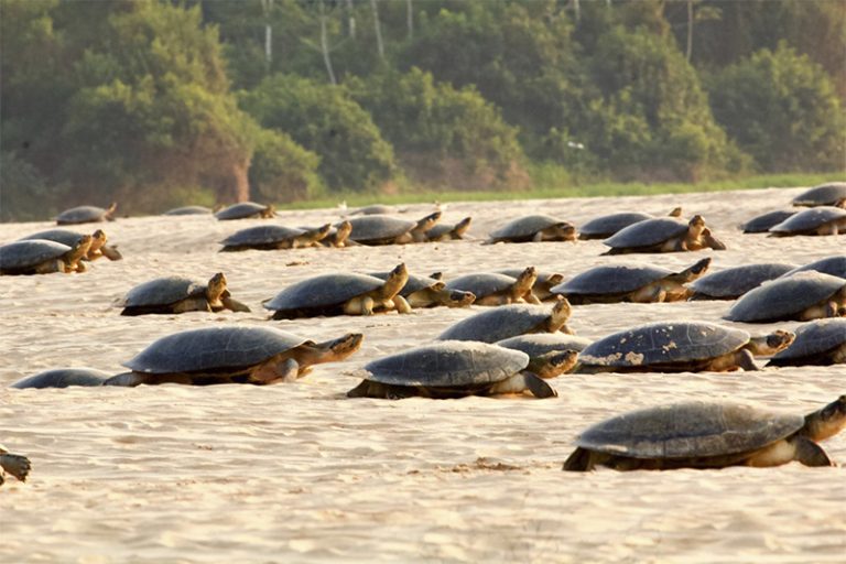 Consumo gera comércio ilegal de 1 milhão de tartarugas em Manaus