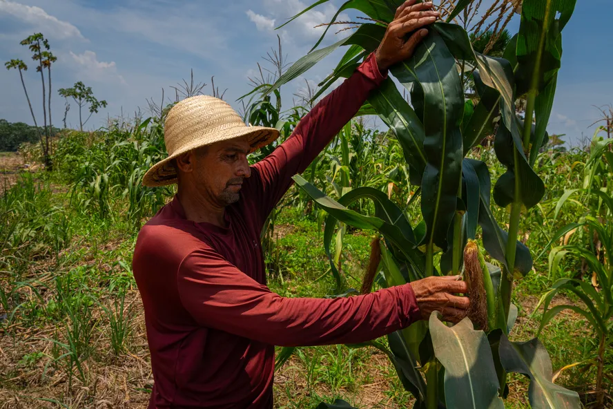 Produção agrícola do Amazonas para 2024 tem previsão de queda