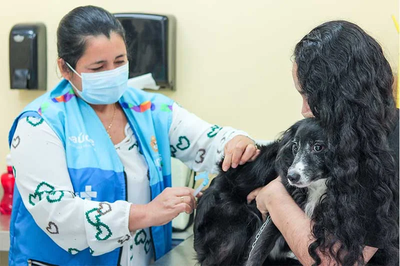 De casa em casa: Manaus vacina cães e gatos contra antirrábica