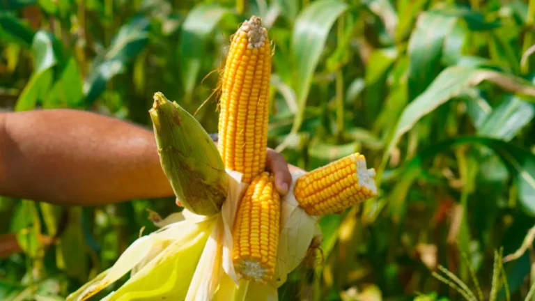 Conflito no Irã provoca queda de mais de 30% nas exportações brasileiras ao Golfo Pérsico